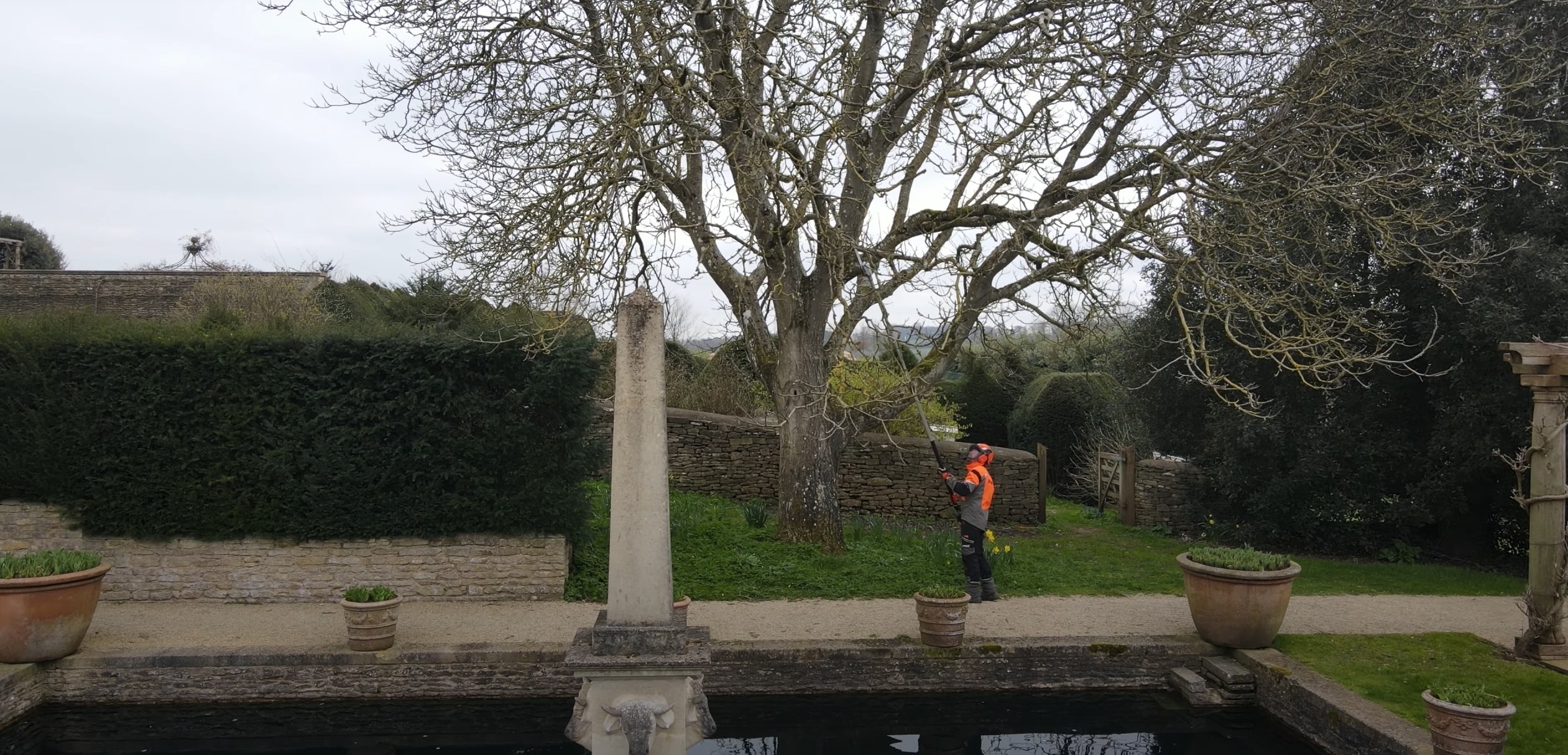 Tree Trimming & Pruning service in Chino Hills, CA